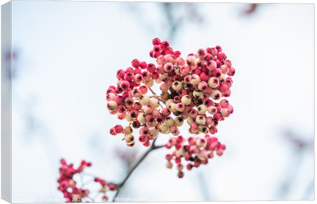 Pink winter berries Canvas Print by KB Photo