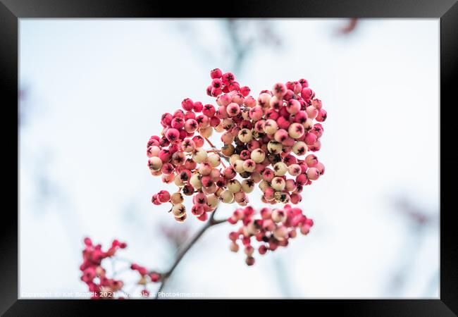 Pink winter berries Framed Print by KB Photo