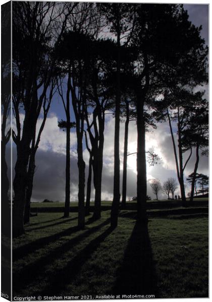 Tree's Slhouetted & Shadow's Canvas Print by Stephen Hamer