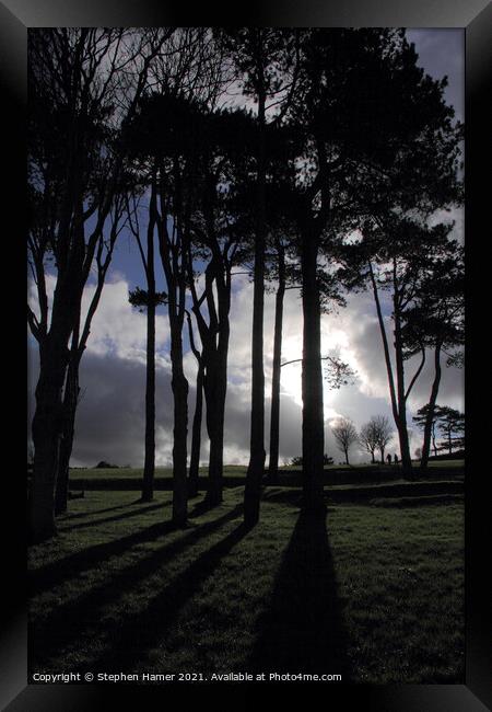 Tree's Slhouetted & Shadow's Framed Print by Stephen Hamer