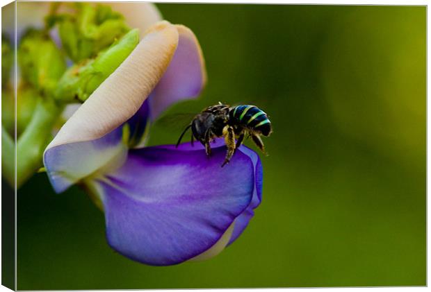Wild bee on a flower Canvas Print by Robinson Thomas