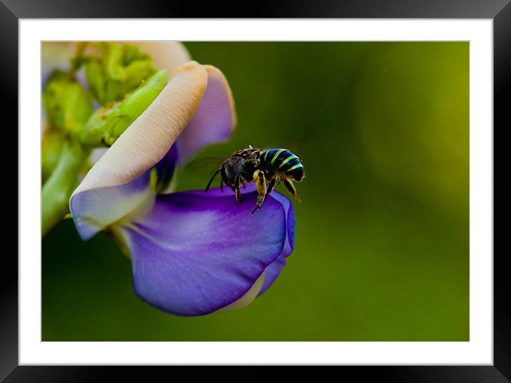 Wild bee on a flower Framed Mounted Print by Robinson Thomas