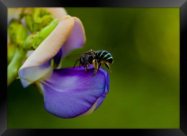 Wild bee on a flower Framed Print by Robinson Thomas