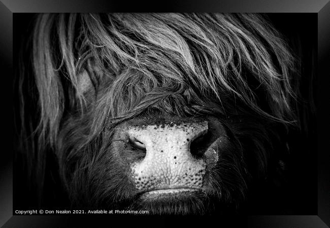 Majestic Highland Cow in Scotland Framed Print by Don Nealon