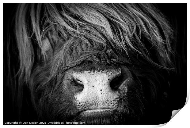 Majestic Highland Cow in Scotland Print by Don Nealon