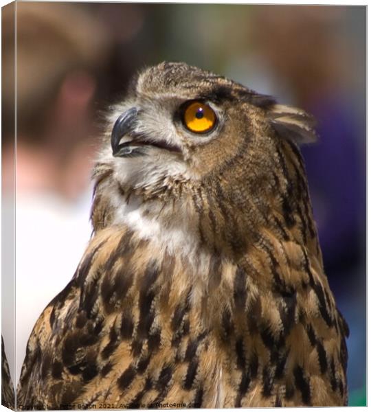 Portrait of an Eagle Owl (Bubo bubo) Canvas Print by Peter Bolton