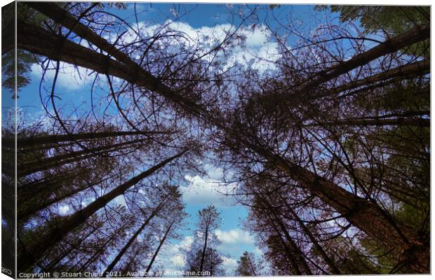 Wide angle fisheye photograph of trees in a beauti Canvas Print by Stuart Chard