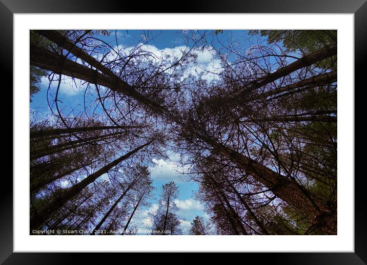 Wide angle fisheye photograph of trees in a beauti Framed Mounted Print by Stuart Chard