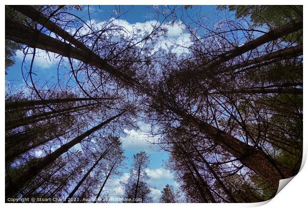 Wide angle fisheye photograph of trees in a beauti Print by Stuart Chard