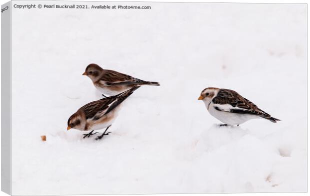 Three Snow Buntings Birds Canvas Print by Pearl Bucknall