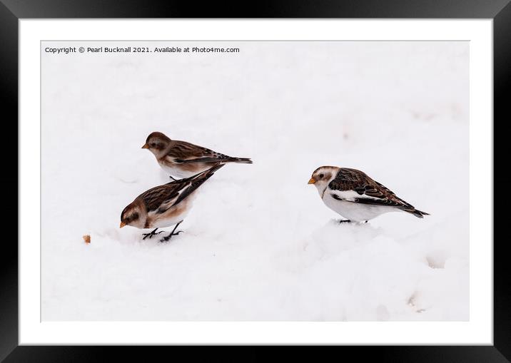 Three Snow Buntings Birds Framed Mounted Print by Pearl Bucknall