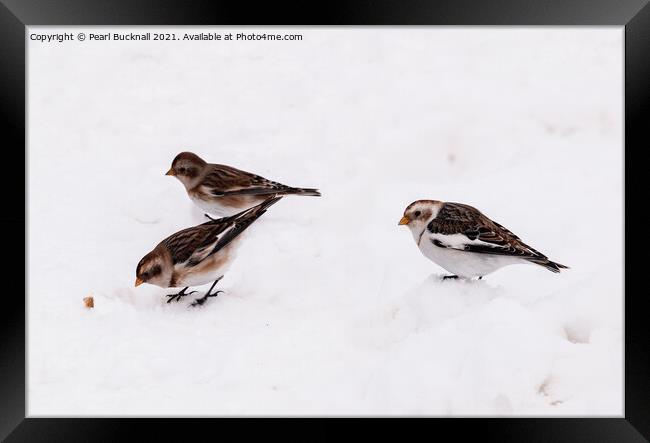 Three Snow Buntings Birds Framed Print by Pearl Bucknall