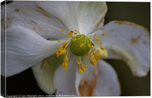Macro shot of a flower Canvas Print by Sam Plowright