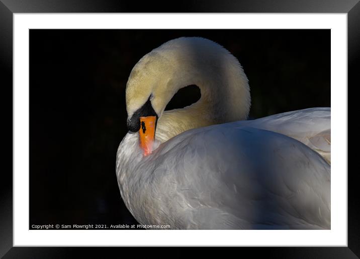 Glowing Swan Framed Mounted Print by Sam Plowright