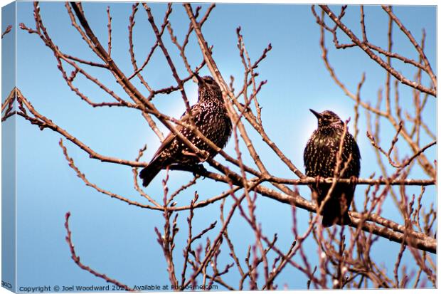 Two Starling Birds Canvas Print by Joel Woodward