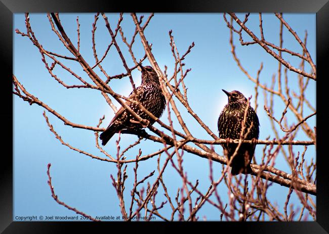 Two Starling Birds Framed Print by Joel Woodward