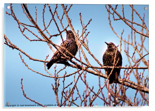 Two Starling Birds Acrylic by Joel Woodward