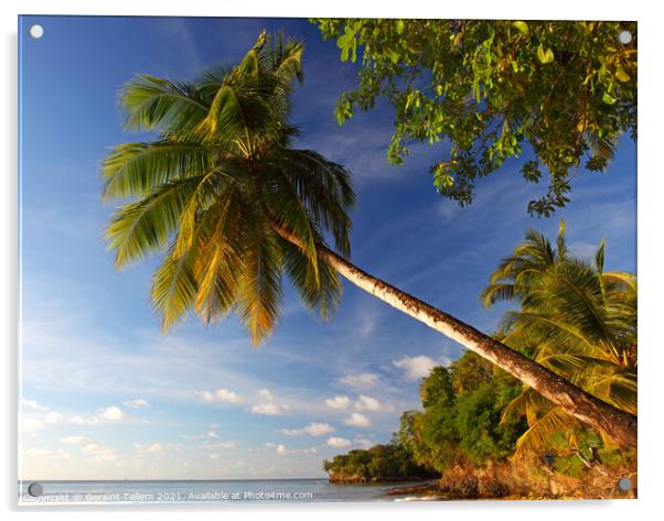 Palm tree, Choc Bay, Near Castries, St Lucia, Caribbean Acrylic by Geraint Tellem ARPS