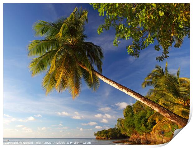 Palm tree, Choc Bay, Near Castries, St Lucia, Caribbean Print by Geraint Tellem ARPS