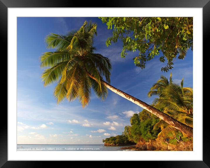 Palm tree, Almond Morgan Bay Resort, Choc Bay, Near Castries, St Lucia, Caribbean Framed Mounted Print by Geraint Tellem ARPS