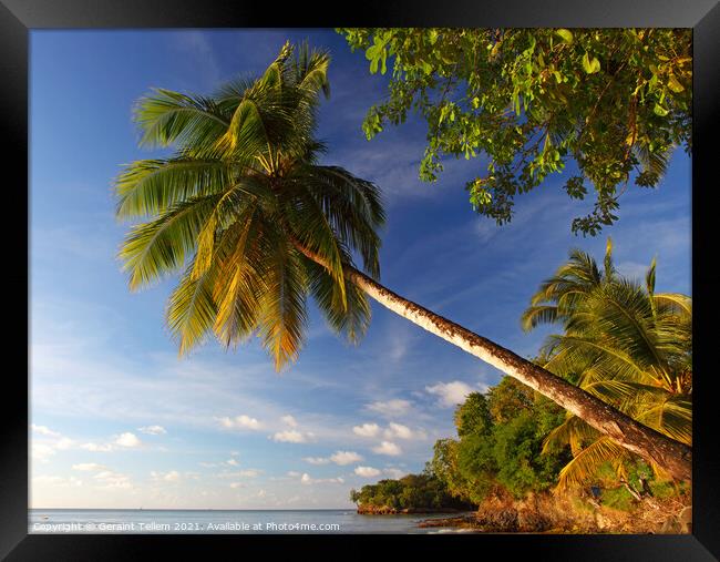 Palm tree, Almond Morgan Bay Resort, Choc Bay, Near Castries, St Lucia, Caribbean Framed Print by Geraint Tellem ARPS