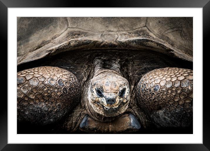 Aldabra Tortoise Framed Mounted Print by Abeselom Zerit
