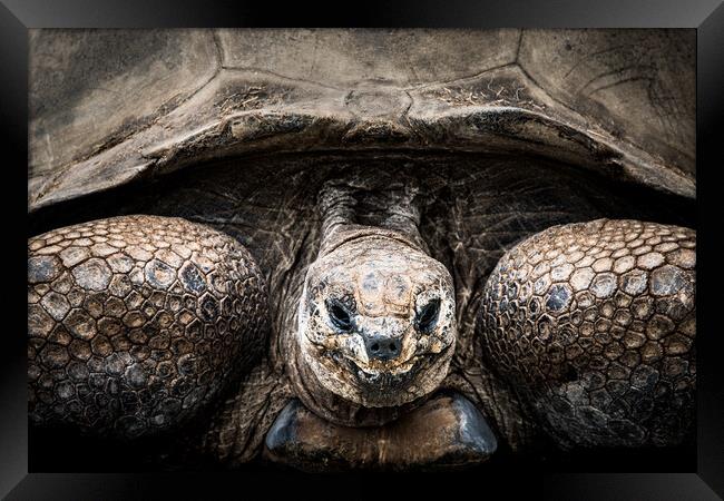 Aldabra Tortoise Framed Print by Abeselom Zerit