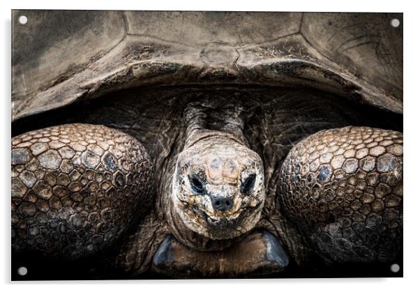 Aldabra Tortoise Acrylic by Abeselom Zerit