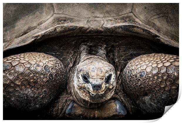 Aldabra Tortoise Print by Abeselom Zerit