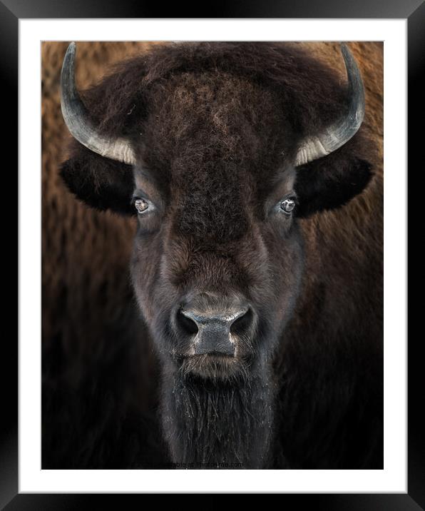American Bison II Framed Mounted Print by Abeselom Zerit