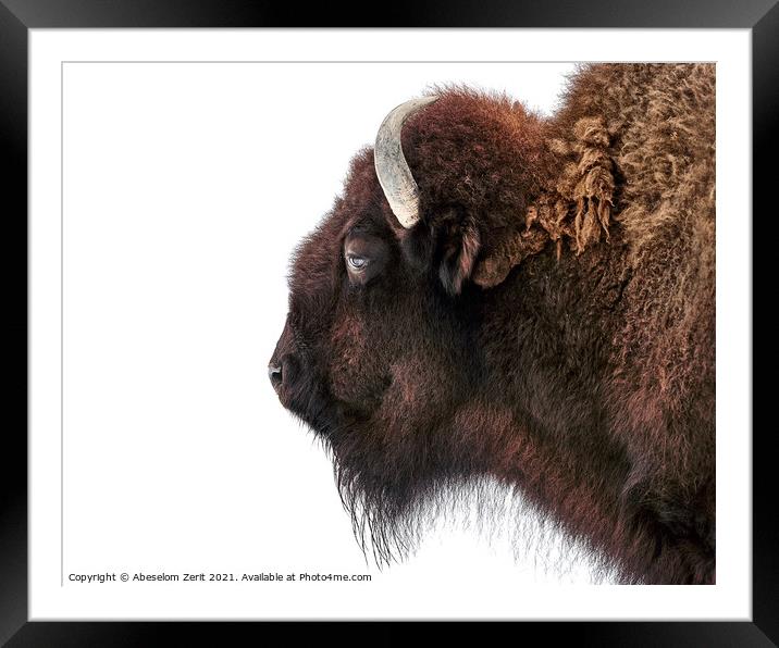 American Bison VIII Framed Mounted Print by Abeselom Zerit