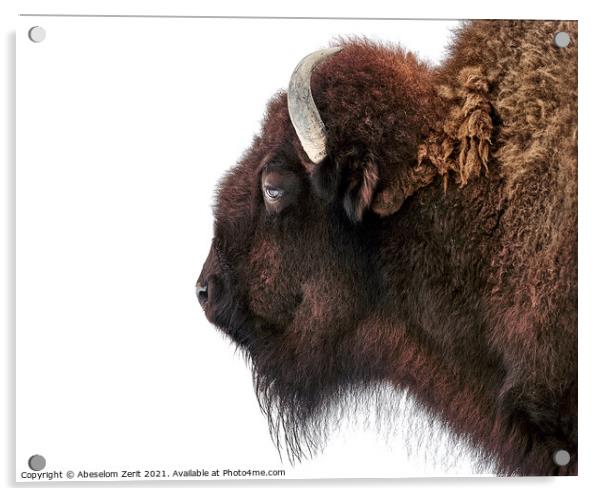 American Bison VIII Acrylic by Abeselom Zerit