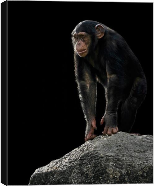 Baby Chimpanzee Canvas Print by Abeselom Zerit