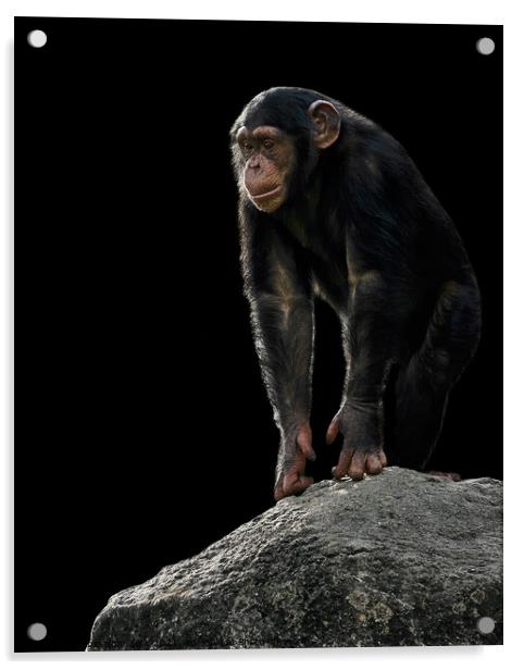 Baby Chimpanzee Acrylic by Abeselom Zerit
