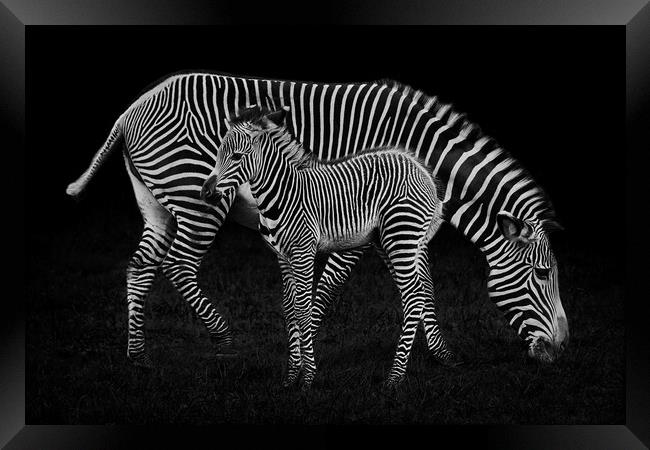 Baby Zebra and Mother Framed Print by Abeselom Zerit