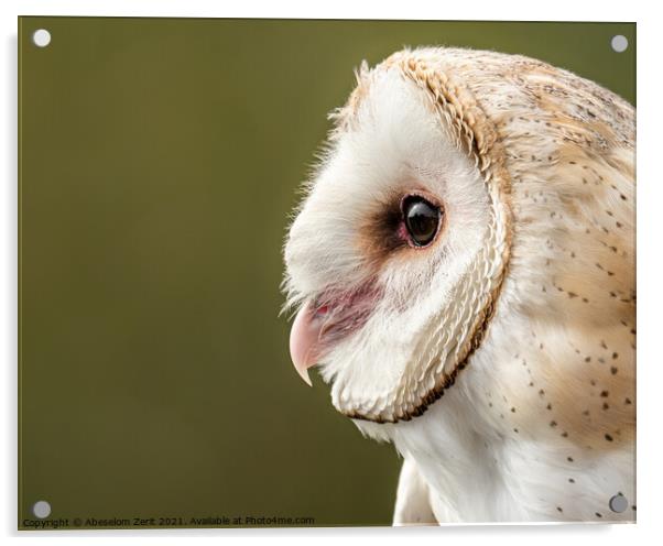 Barn Owl II Acrylic by Abeselom Zerit