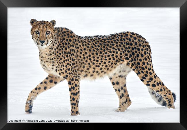 Cheetah in Snow Framed Print by Abeselom Zerit