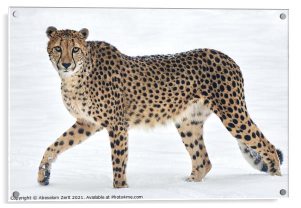 Cheetah in Snow Acrylic by Abeselom Zerit