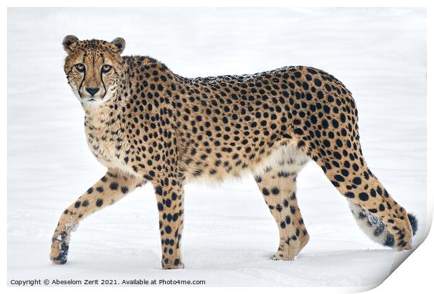 Cheetah in Snow Print by Abeselom Zerit