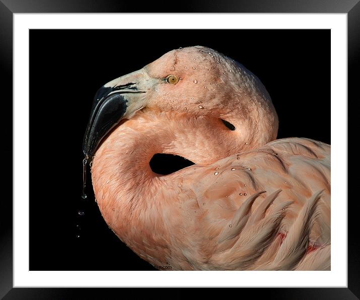 Chilean Flamingo Framed Mounted Print by Abeselom Zerit