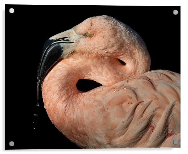 Chilean Flamingo Acrylic by Abeselom Zerit