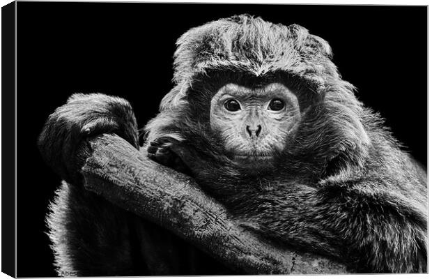 Ebony Langur XIX Canvas Print by Abeselom Zerit