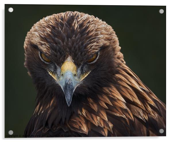 Golden Eagle II Acrylic by Abeselom Zerit