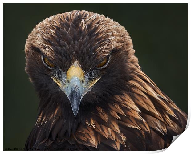 Golden Eagle II Print by Abeselom Zerit