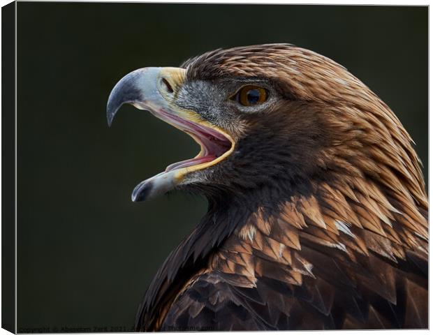 Golden Eagle III Canvas Print by Abeselom Zerit