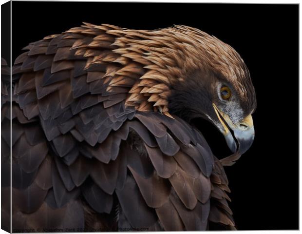 Golden Eagle IV Canvas Print by Abeselom Zerit