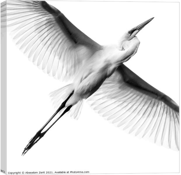 Great Egret II Canvas Print by Abeselom Zerit