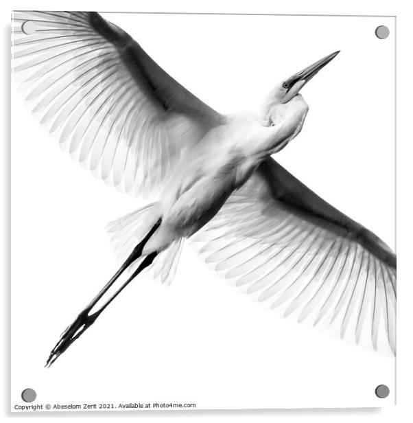 Great Egret II Acrylic by Abeselom Zerit