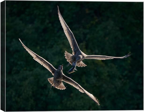 Gull Chase Canvas Print by Abeselom Zerit