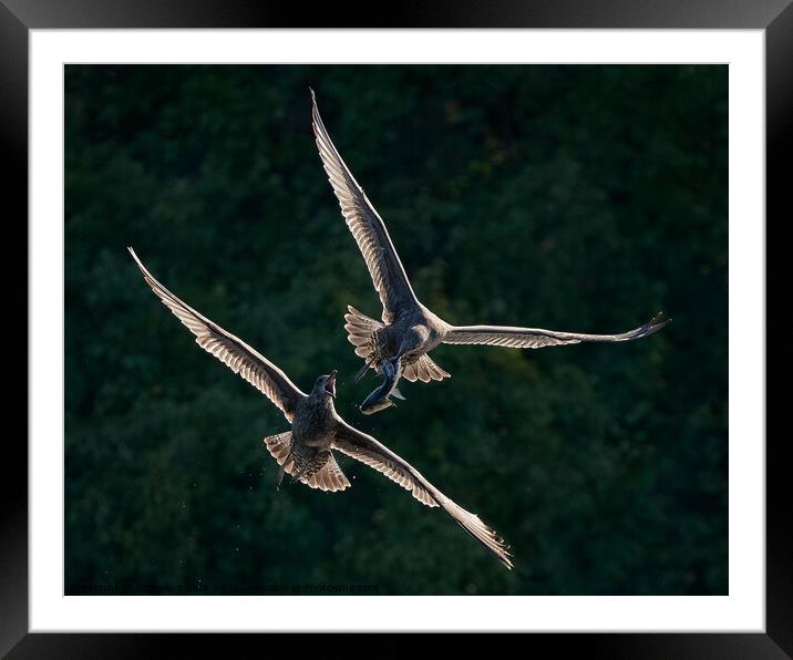 Gull Chase Framed Mounted Print by Abeselom Zerit